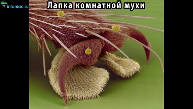 Простые вещи, которые выглядят невероятно под микроскопом - Часть 1