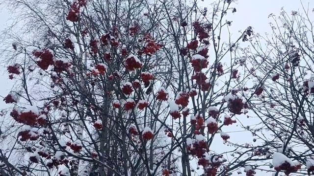 неужели Колесниковы это сделают? Они могут... // Обзор видео//