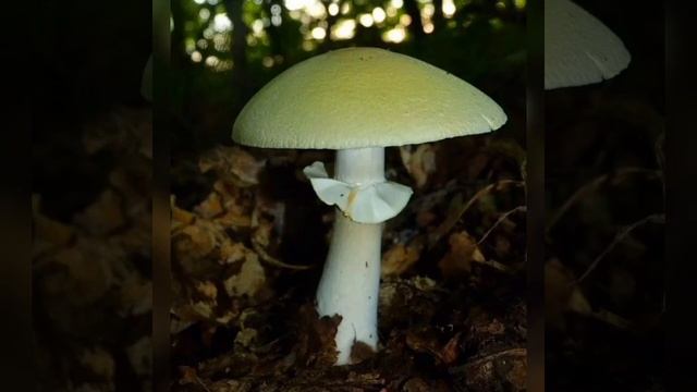 Съедобные и ядовитые грибы
