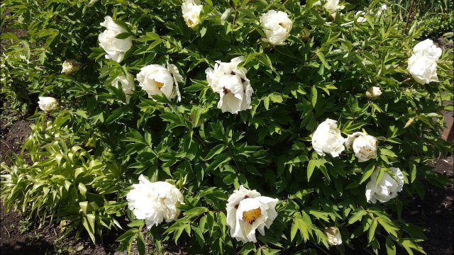 Древовидный пион . Буйное цветение.