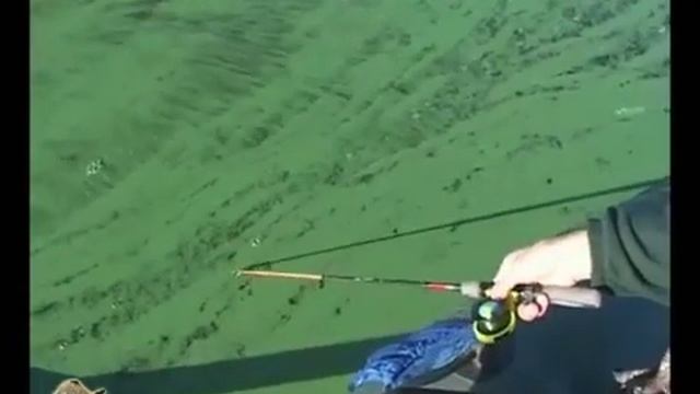 Судак на живца. Способ ловли.mp4