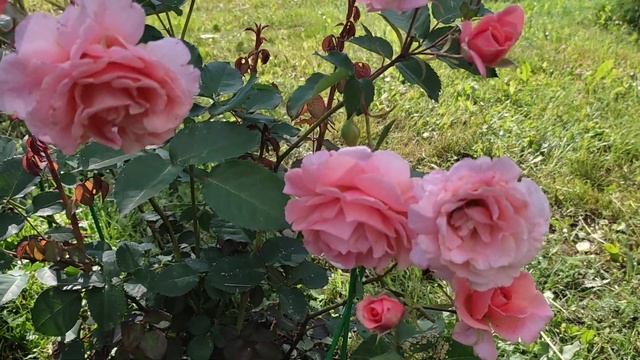 Роза сорта " Алибаба". Первое цветение.