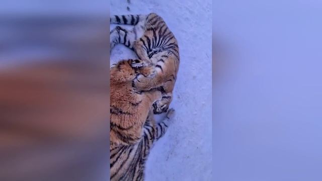 Смешные животные