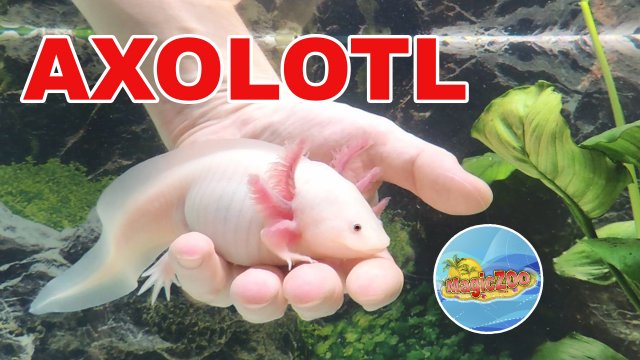 Ручной дракон аксолоть. Аквариум для нового питомца.