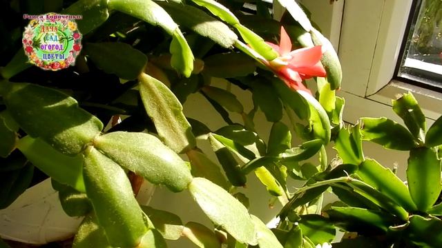 Мои ошибки при выращивании декабриста.От каких стрессов страдает цветок рождественник (Шлюмбергер)?