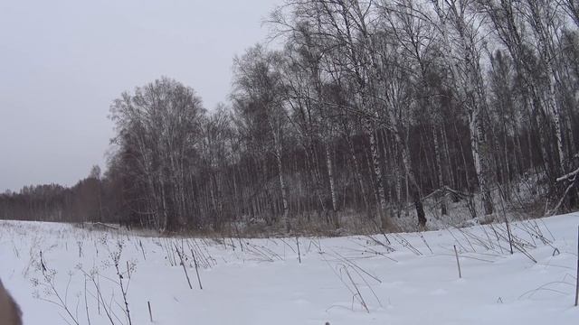 Охота на косулю с подхода зимой в Сибири 2021!
