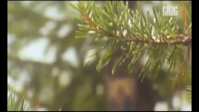 Радость моя  Преподобный Серафим Саровский  Лыково Храм