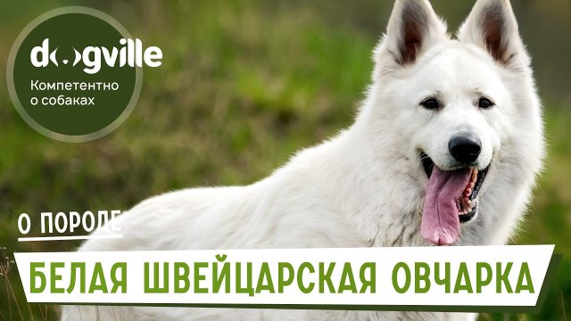 Белая Швейцарская Овчарка - Как выбрать щенка БШО?