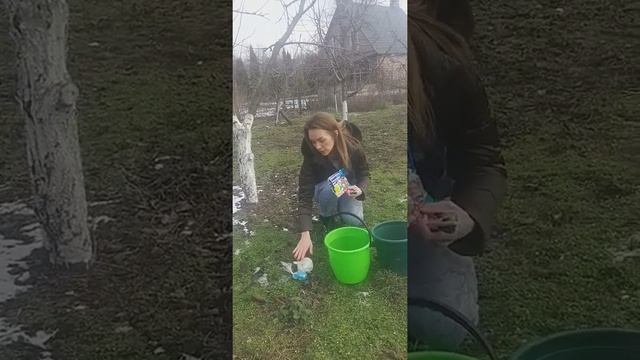 Медный купорос и бордосская  смесь. Правила применения.  Обработка сада.