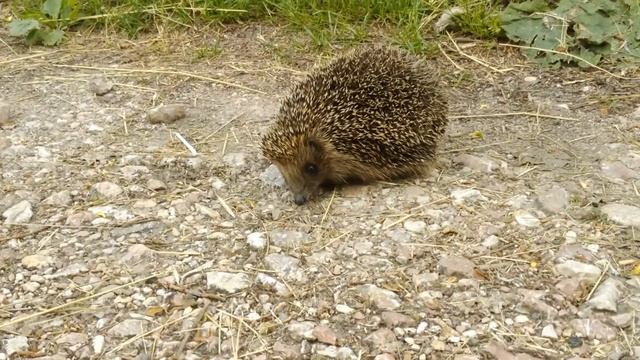 Маленький Ёжик четверо ножек