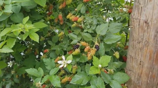 ЕЖЕВИКА КАРАКА БЛЭК. НАЧАЛО ИЮНЯ, РАВНЫХ СОРТОВ НЕТ.