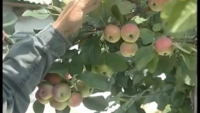 Какие яблоки хороши для Сибири? Мнение опытного садовода