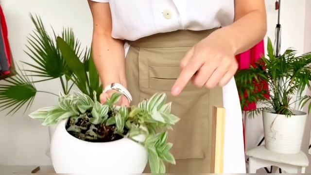 Традесканция: пересадка и размножение.