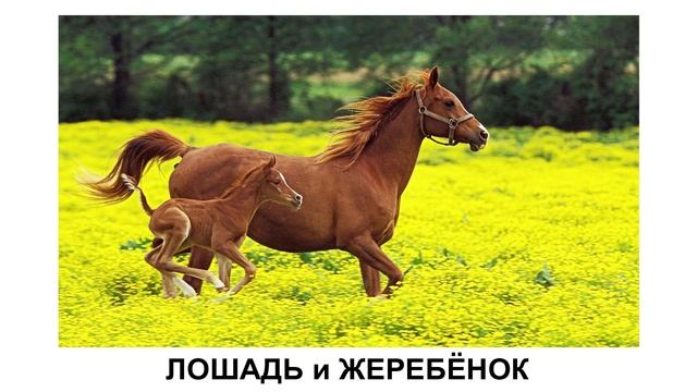 Домашние животные и их детёныши  Развивающее видео