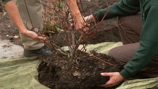 Когда пересаживать крыжовник на новое место