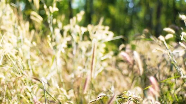 Музыка для сна - Нежная музыка, успокаивает нервную систему и радует душу