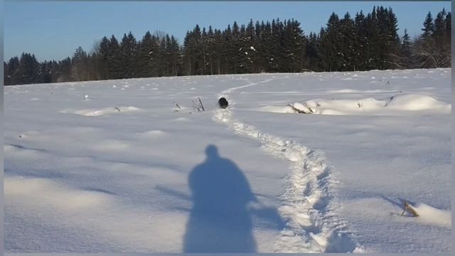 Охота на зайца с дратхаром по пороше. Как я это делаю.