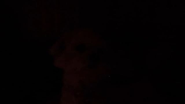 ЗРЯ МЫ ПОЗВОНИЛИ МОМО ИЗ КАРТОННОГО ДОМА В 3 НОЧИ