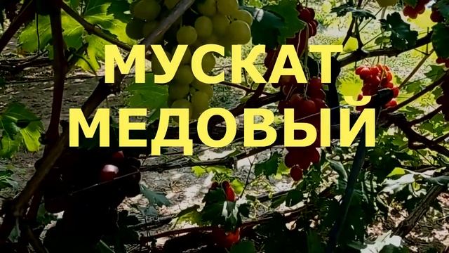 @Виноград Мускат медовый Вкусный виноград, мускат шикарный