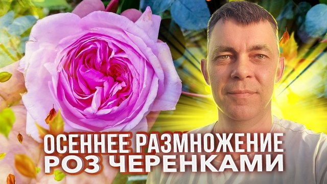 КАК УКОРЕНИТЬ ЧЕРЕНКИ РОЗ ОСЕНЬЮ