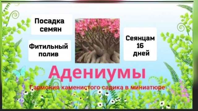 Адениумы.Посадка семян.Фитильный полив.