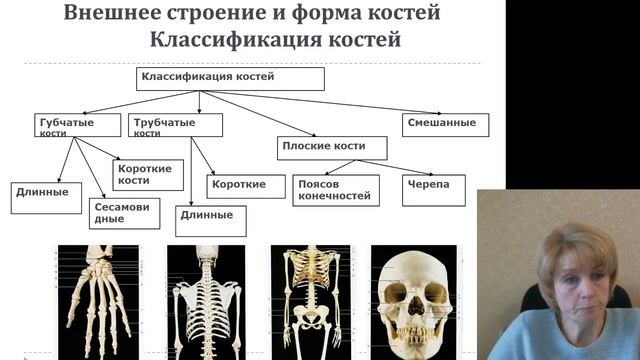 Остеология 1.Функциональная анатомия костной системы
