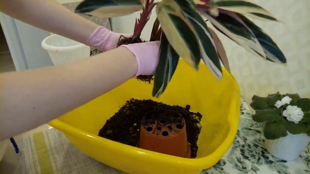 Комнатные растения Строманта Срочная пересадка