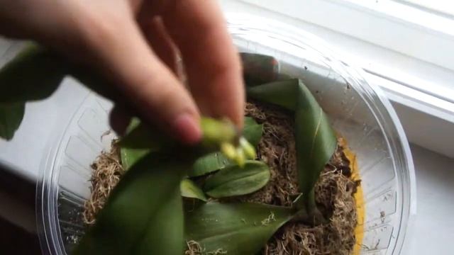 Наращивание корней орхидеям. Мох сфагнум и керамзит. Орхидеи.