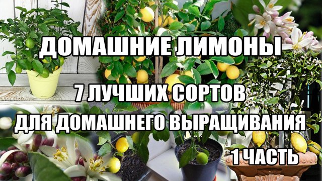 Домашний лимон.7 лучших сортов лимонов в домашних условиях.mp4