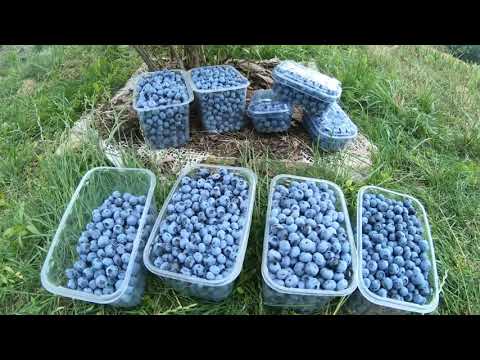 Собираем урожай ГОЛУБИКИ! Собрали 7 кг!  Когда собирают голубику? Как быстро собирать голубику?