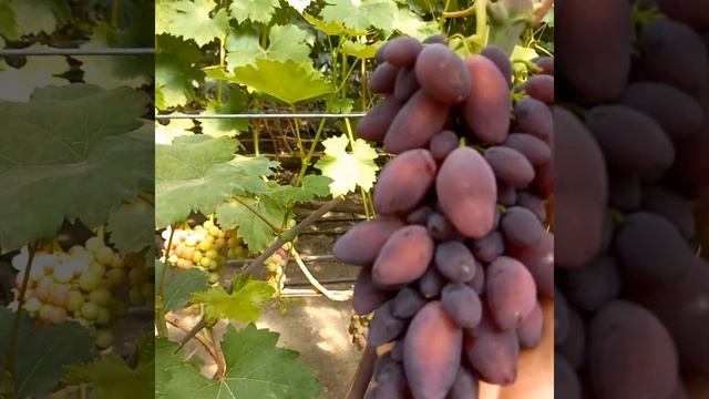 Новинки винограда Краса Днепра,Аббажур ...,в теплице.
