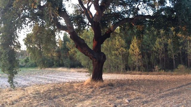 Пробковое дерево