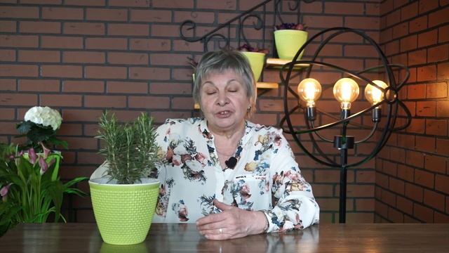 Как вырастить Розмарин в домашних условиях в горшке