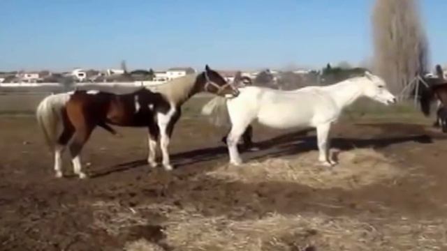 Arab white stallion horse mating (horsebreeders)