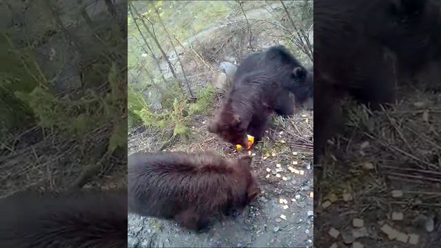Медведи на дороге сибирские