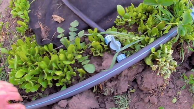 Посадка Клубники под Черное Агроволокно + Капельный Полив