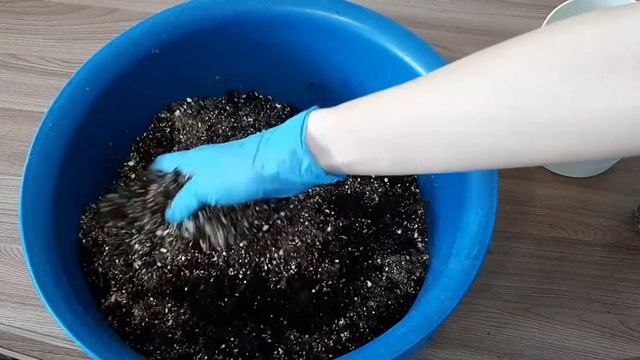 Почва для рассады и взрослых растений. Выбор кашпо. Субстрат для гибискуса.