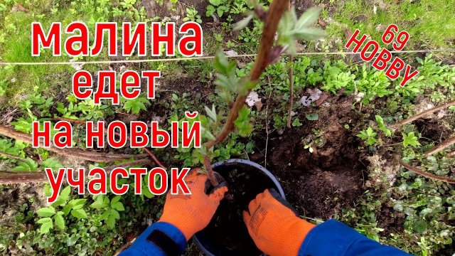 Тонкости весенней посадки (пересадки) МАЛИНЫ!
