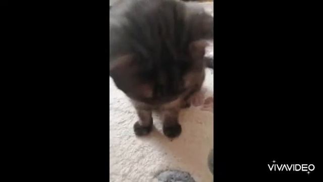 На зарядку становись!