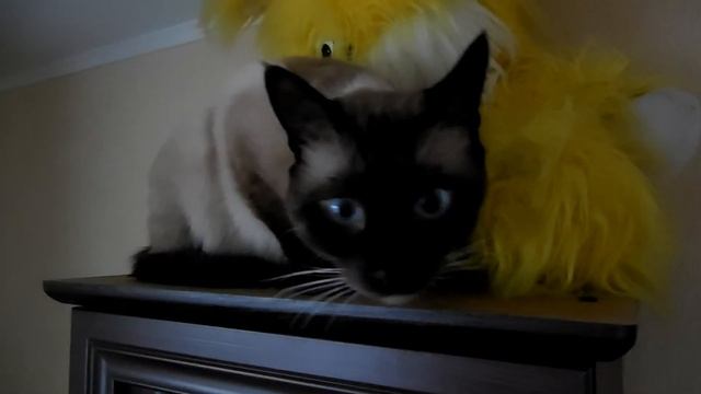 CAT Tishka! Смешной и веселый кот! Спит целый день!