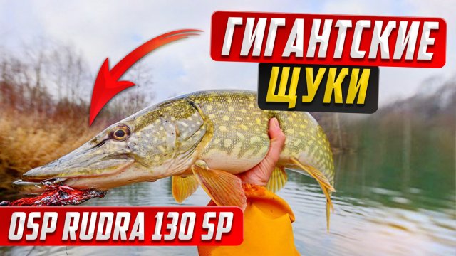 OSP RUDRA 130 SP ловит гигантских щук, как ловить щуку на спиннинг на воблер, рыбалка на воблер