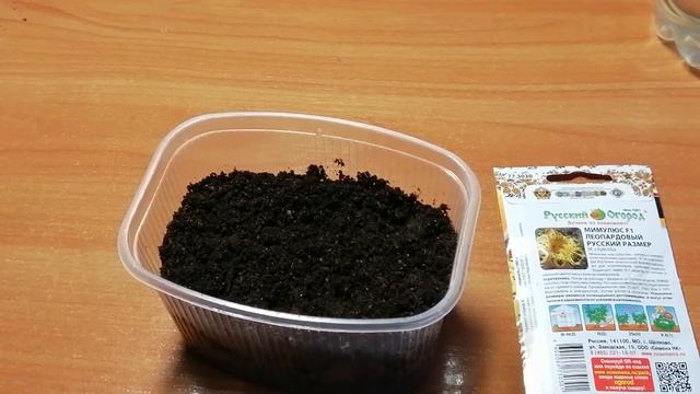 Посев семян Мимулюса на рассаду. Посев семян Мимулюса. Часть 1.