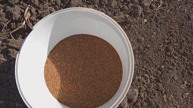 посев горчицы как удобрение