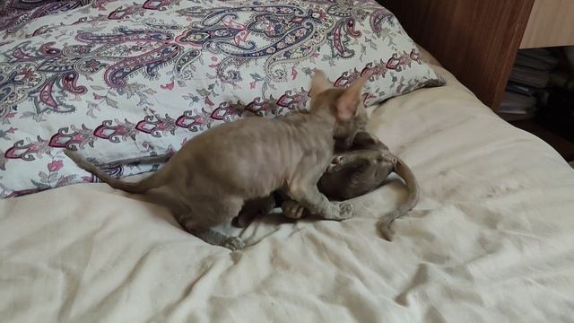 Кошачьи игры. Часть 1