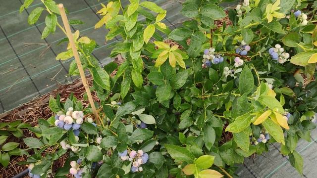 Боровинки - полезни свойства