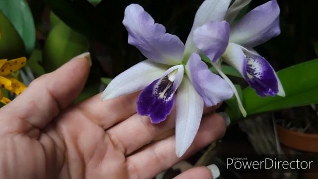 Голубые орхидеи, каттлея 😃 -- Blue Cattleya Lc. Wrigleyi coerulea "Estella Azul"