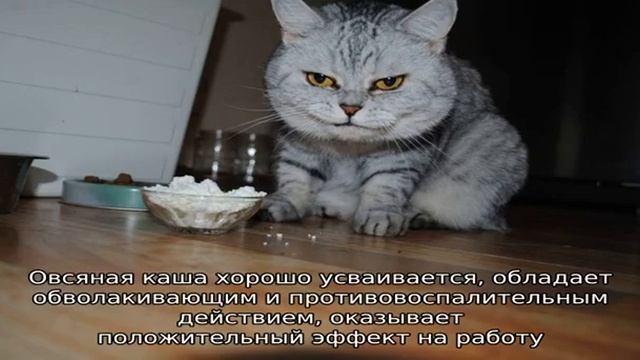 Какую крупу можно давать кошкам