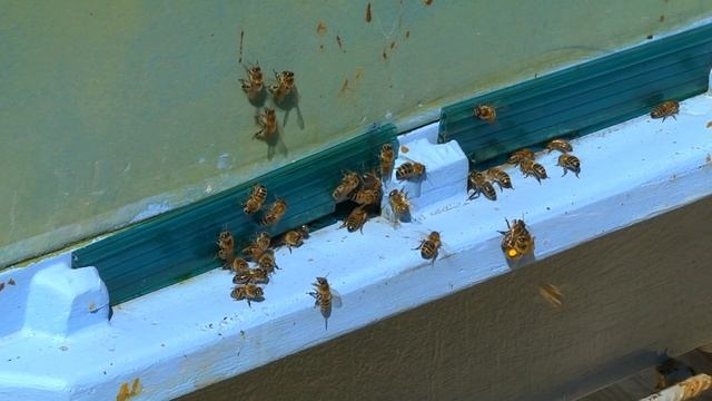 Пасека. Весенние медоносы. Пчеловодство.Нефтекамск.