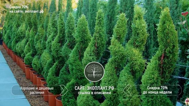 ТУЯ СМАРАГД ? Спиральная и Топиарная Стрижка Обрезка и Формирование Туи
