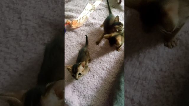 Абики😻